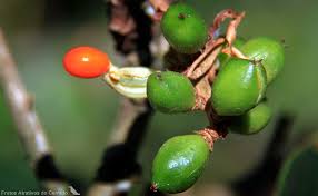 معرفی و راهنمای پرورش درختان میوه - موریری